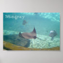 Search for stingray posters Sea