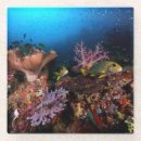 Search for underwater coasters Outdoors