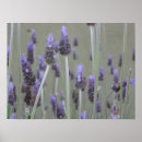 Search for lavendar posters Plant