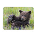 Search for animals magnets brown bear
