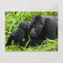Search for mountain gorillas postcards Rainforest