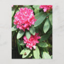 Search for secret postcards Pink