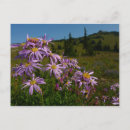 Search for aster flower postcards Photography