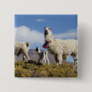Search for herding badges Animal