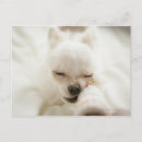 Search for mouth postcards Animal