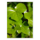 Search for ivy Summer