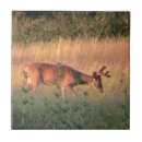 Search for whitetail deer tiles Buck