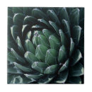 Search for agave tiles Plant