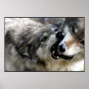 Search for alpha wolf posters Animals
