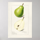 Search for vintage botany posters Green
