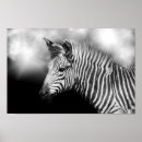 Search for foal posters Black
