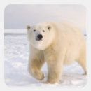 Search for ice bear stickers Alaska