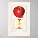 Search for 1908 Fruit