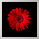 Search for red daisy posters Nature