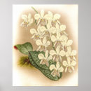 Search for phalaenopsis posters Nature