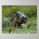Search for hippo posters Animal
