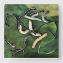 Search for crappie posters Trout