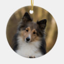 Search for sheltie christmas tree decorations Miniature collie
