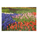 Search for keukenhof holland posters Travel