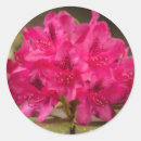 Search for rhododendron Red
