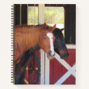 Search for equine image Photograph