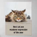 Search for angry cat posters Cats