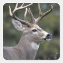 Search for white tail deer stickers Antler