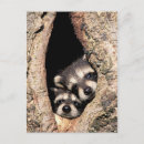 Search for forest creatures postcards Racoon