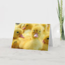 Search for cutest cards Animals in the wild