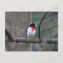 Search for breasted postcards Bird