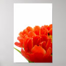 Search for orange tulip posters Nature