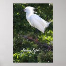 Search for egret posters Photography