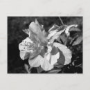 Search for black and white flowers postcards Photography