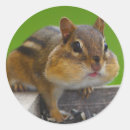 Search for chipmunk stickers Animals