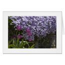 Search for phlox Gardens