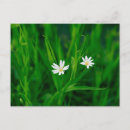 Search for blumen White