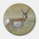 Search for antelope magnets Antilocapra americana