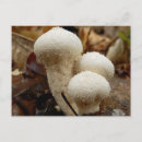 Search for puffball Mushroom