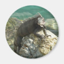 Search for iguanas magnets Nature