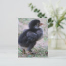 Search for farm animals postcards Chickens