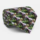 Search for hairless cat Pet