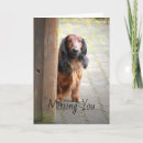 Search for dachshund cards Brown
