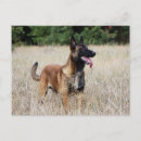 Search for malinois postcards Shepherd