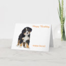 Search for bernese mountain dog cards Animal