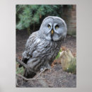 Search for grey owl posters Animals
