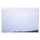 Search for hawk paintings posters Nature