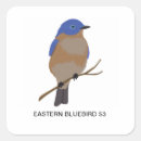 Search for bluebirds stickers Eastern bluebird