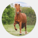 Search for funny horse stickers Cute