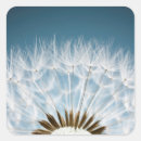 Search for dandelion stickers Weed