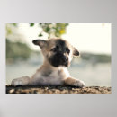 Search for german shepherd posters Puppy